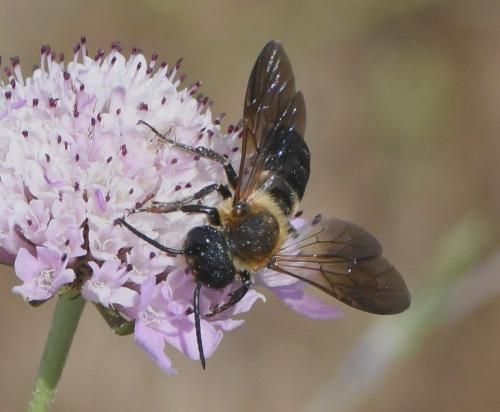 Réf. 233 100 : Megachile sculpturalis